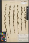 Foto von Salix purpurea L. x Salix viminalis L.